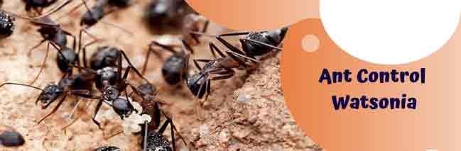 Ant Control  Watsonia
