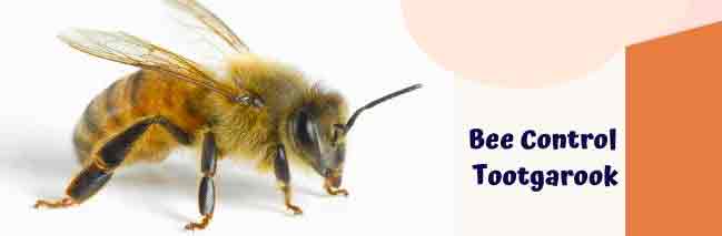 Bee Control Tootgarook