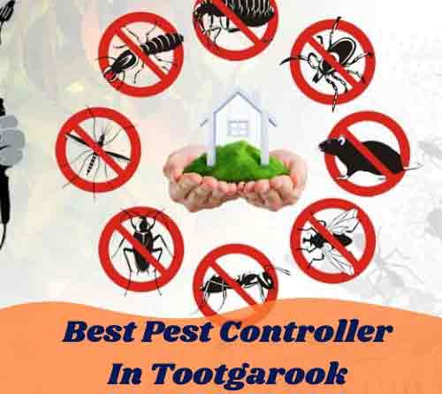 Best Pest Controller In Tootgarook