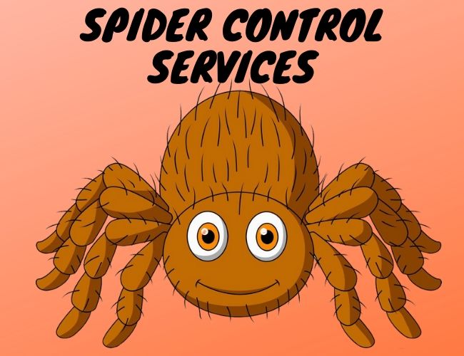 Spider Removal services