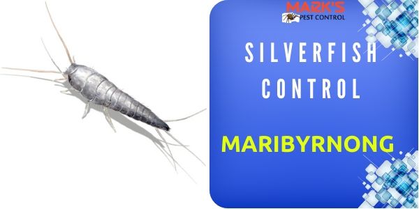 silverfish Pest Control