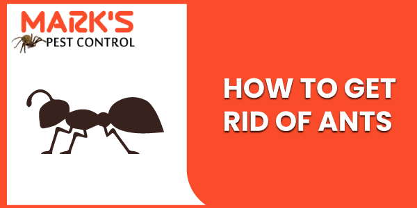 How To Get Rid Of Ants Home Remedies For Ants Ways To Kill Ants,How To Get Rid Of Ants In House Naturally