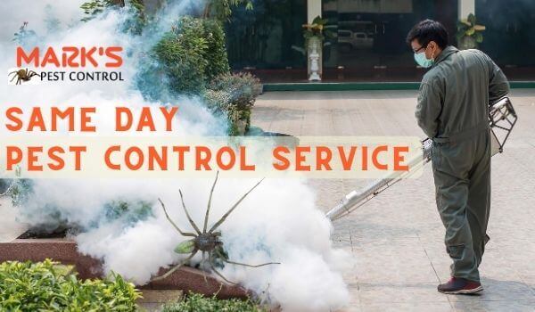 same day pest control service