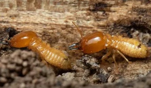 Termite Treatment Centenary Heights