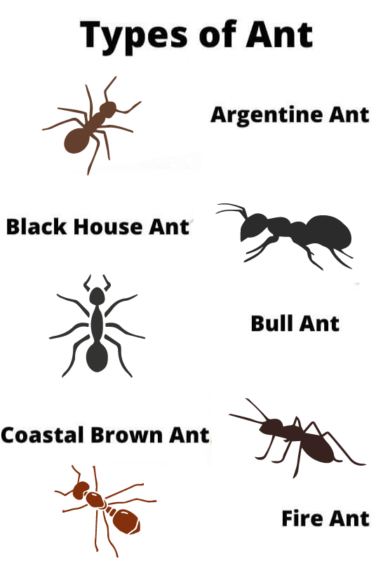 type of ant in sydney