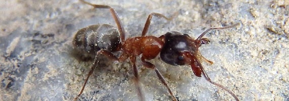 ant control canberra