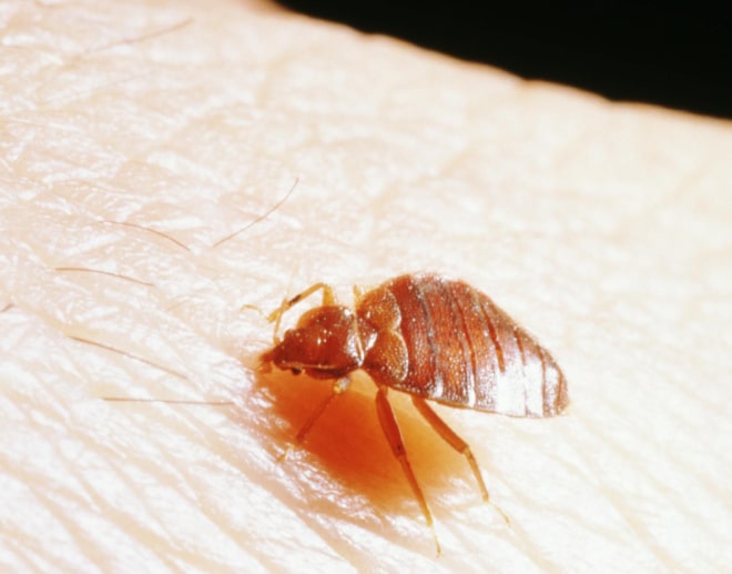 bed bugs control service