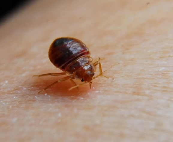 bedbugs control melbourne