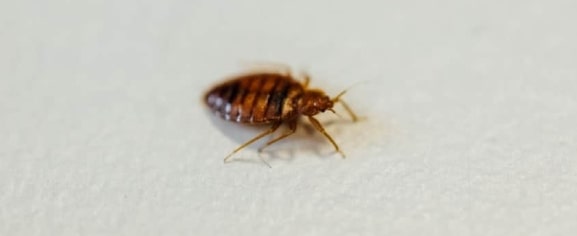 best bedbugs control melbourne