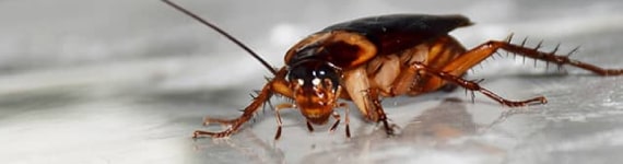 cockroach control brisbane