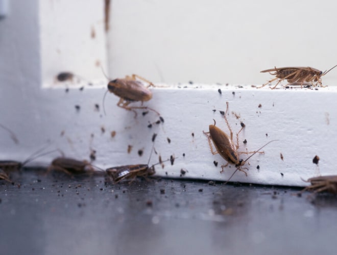 common signs of pest infestation