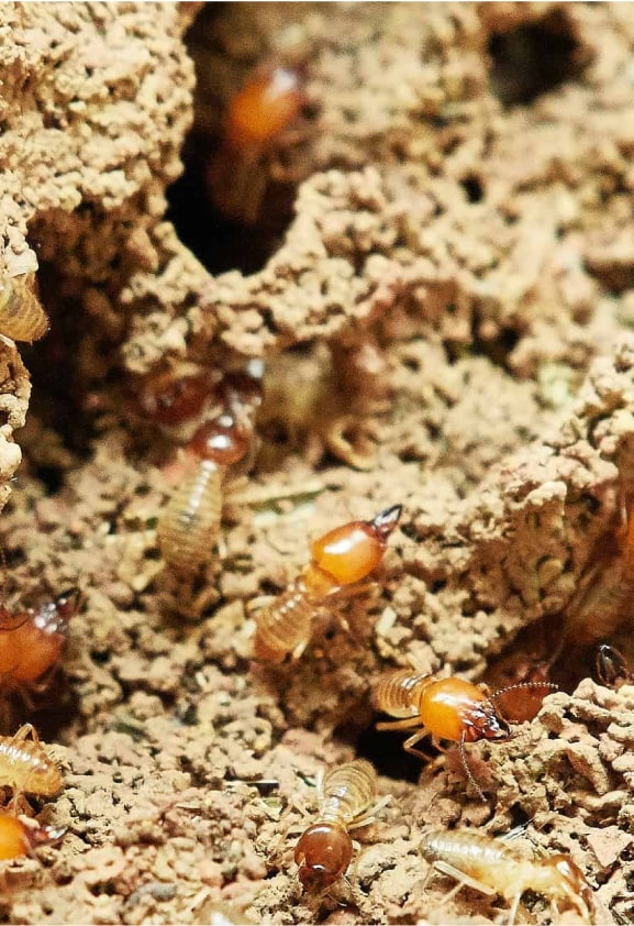 diy termite control melbourne