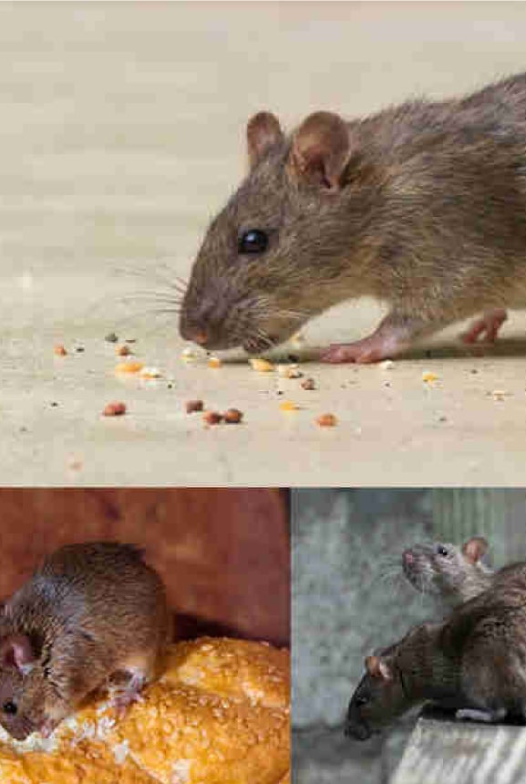 rodent pest control solutions