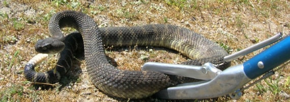 snake control canberra