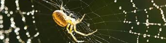 spider control brisbane
