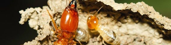 termite control brisbane
