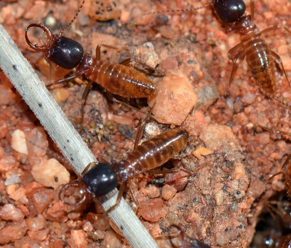 termite control melbourne
