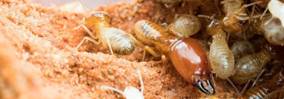 termite control perth