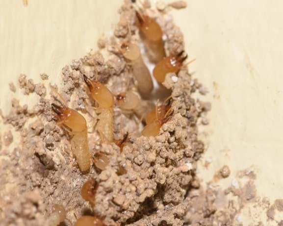 termite pest infestation melbourne