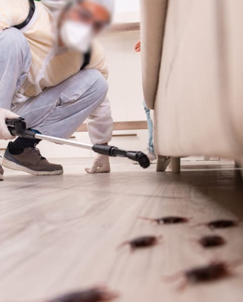 pest control services